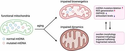 Alcohol-Induced Neuroinflammatory Response and Mitochondrial Dysfunction on Aging and Alzheimer’s Disease